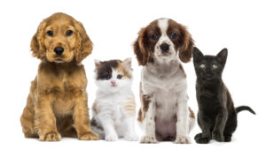 Two dogs and two cats